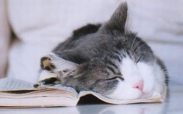cat-sleeping-while-reading
